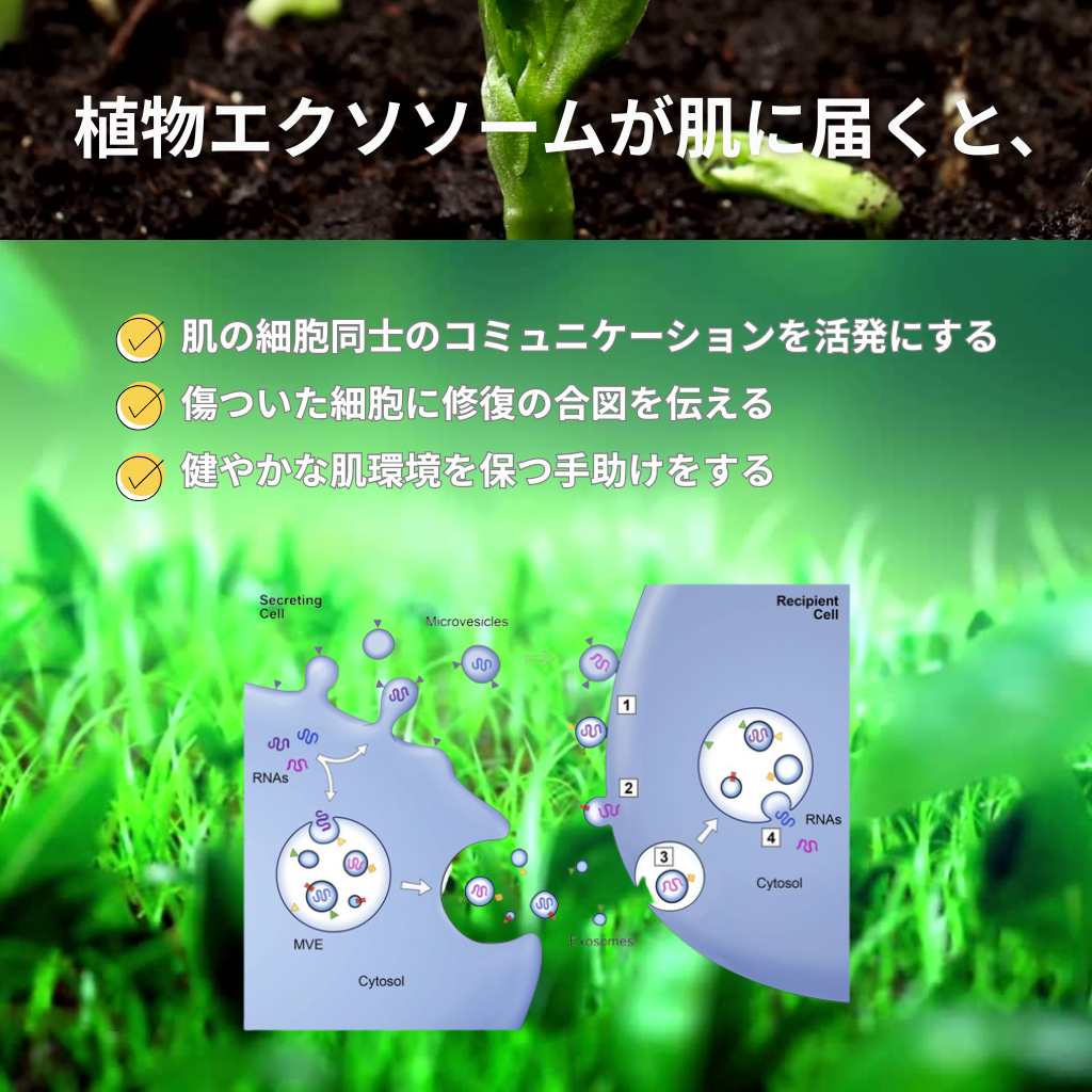 [LUMIDOR] SX SOLUTION AMPOULE 6ml×12本