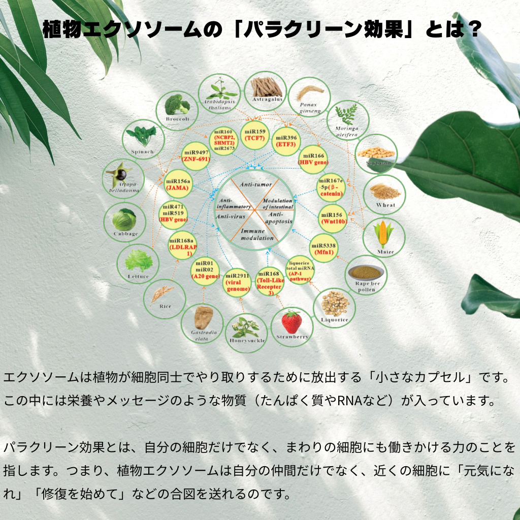 [LUMIDOR] SX SOLUTION AMPOULE 6ml×12本